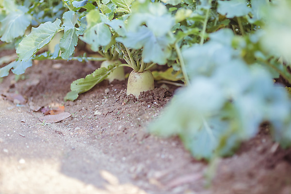 포토 JPG 주간 한국 풍경 근접촬영 사람없음 야외 아웃포커스 가을풍경 맑음 가을 농촌 시골 무 무밭 국내포토 여주시 자연요소 계절 아시아 뷰포인트 밭 날씨 뿌리채소 촬영기법 경기도 파일형식 가을_계절