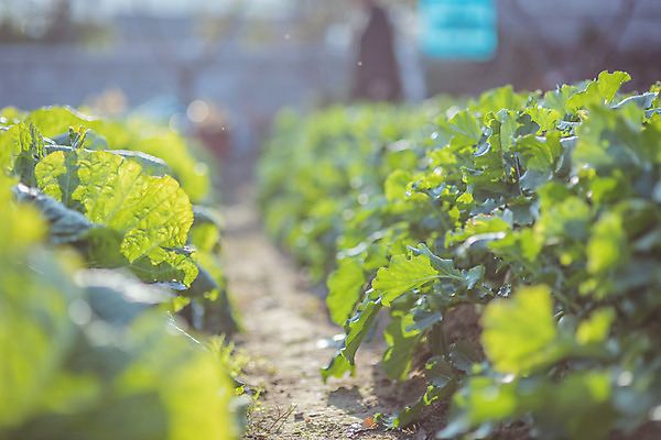 포토 JPG 주간 한국 풍경 근접촬영 사람없음 야외 아웃포커스 가을풍경 맑음 가을 농촌 시골 무 무밭 국내포토 여주시 자연요소 계절 아시아 뷰포인트 밭 날씨 뿌리채소 촬영기법 경기도 파일형식 가을_계절