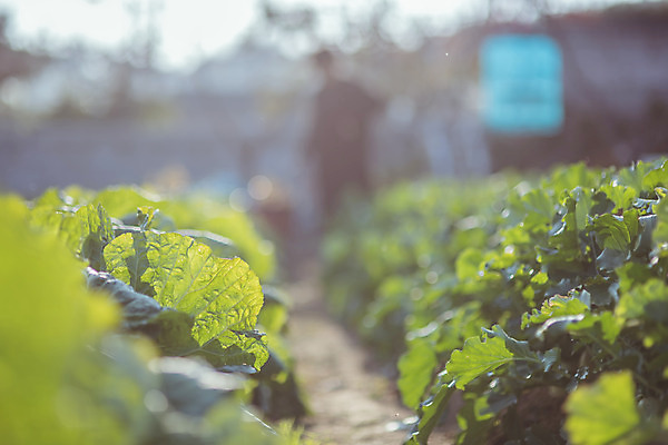 포토 JPG 주간 한국 풍경 근접촬영 사람없음 야외 아웃포커스 가을풍경 맑음 가을 농촌 시골 무 무밭 국내포토 여주시 자연요소 계절 아시아 뷰포인트 밭 날씨 뿌리채소 촬영기법 경기도 파일형식 가을_계절
