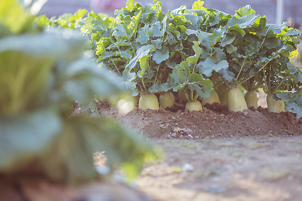 포토 JPG 주간 한국 풍경 근접촬영 사람없음 야외 아웃포커스 가을풍경 맑음 가을 농촌 시골 무 무밭 국내포토 여주시 자연요소 계절 아시아 뷰포인트 밭 날씨 뿌리채소 촬영기법 경기도 파일형식 가을_계절
