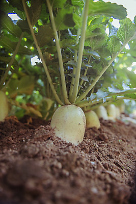 포토 JPG 주간 로우앵글 한국 풍경 근접촬영 사람없음 야외 가을풍경 맑음 가을 농촌 시골 무 무밭 국내포토 여주시 자연요소 계절 아시아 뷰포인트 밭 날씨 뿌리채소 경기도 파일형식 가을_계절