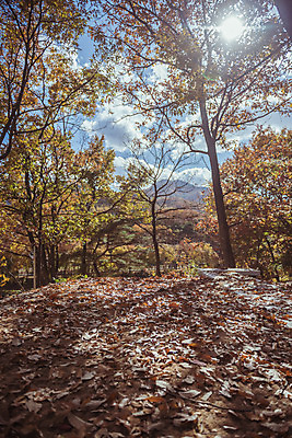 포토 JPG 주간 나무 구름 여행 단풍 낙엽 하늘 단풍나무 한국 풍경 사람없음 야외 관광지 햇빛 태양 가을풍경 맑음 가을 숲 국내여행 국내포토 양주시 자연요소 식물 계절 아시아 잎 날씨 경기도 파일형식 가을_계절