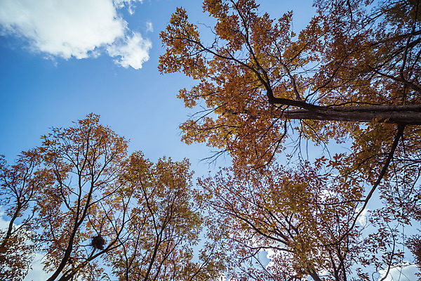 포토 JPG 주간 나무 구름 로우앵글 여행 단풍 낙엽 하늘 단풍나무 한국 풍경 사람없음 야외 관광지 가을풍경 맑음 가을 숲 국내여행 국내포토 양주시 자연요소 식물 계절 아시아 뷰포인트 잎 날씨 경기도 파일형식 가을_계절