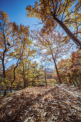 포토 JPG 주간 나무 구름 여행 단풍 낙엽 하늘 단풍나무 한국 풍경 사람없음 야외 관광지 햇빛 가을풍경 맑음 가을 숲 국내여행 국내포토 양주시 자연요소 식물 계절 아시아 잎 날씨 태양 경기도 파일형식 가을_계절