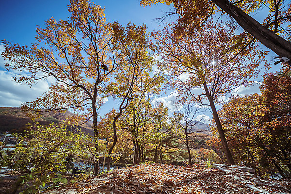 포토 JPG 주간 나무 구름 여행 단풍 낙엽 하늘 단풍나무 한국 풍경 사람없음 야외 관광지 햇빛 가을풍경 맑음 가을 숲 국내여행 국내포토 양주시 자연요소 식물 계절 아시아 잎 날씨 태양 경기도 파일형식 가을_계절
