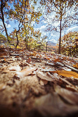 포토 JPG 주간 나무 여행 단풍 낙엽 단풍나무 한국 풍경 근접촬영 사람없음 야외 아웃포커스 관광지 가을풍경 맑음 가을 숲 국내여행 국내포토 양주시 자연요소 식물 계절 아시아 뷰포인트 잎 날씨 촬영기법 경기도 파일형식 가을_계절