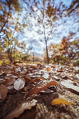 포토 JPG 주간 나무 여행 단풍 낙엽 단풍나무 한국 풍경 근접촬영 사람없음 야외 아웃포커스 관광지 가을풍경 맑음 가을 숲 국내여행 국내포토 양주시 자연요소 식물 계절 아시아 뷰포인트 잎 날씨 촬영기법 경기도 파일형식 가을_계절