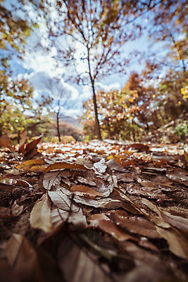 포토 JPG 주간 나무 여행 단풍 낙엽 단풍나무 한국 풍경 근접촬영 사람없음 야외 아웃포커스 관광지 가을풍경 맑음 가을 숲 국내여행 국내포토 양주시 자연요소 식물 계절 아시아 뷰포인트 잎 날씨 촬영기법 경기도 파일형식 가을_계절