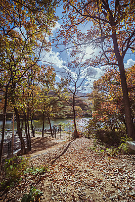 포토 JPG 주간 나무 구름 여행 단풍 낙엽 하늘 단풍나무 한국 풍경 사람없음 야외 관광지 햇빛 가을풍경 맑음 가을 숲 국내여행 국내포토 양주시 자연요소 식물 계절 아시아 잎 날씨 태양 경기도 파일형식 가을_계절
