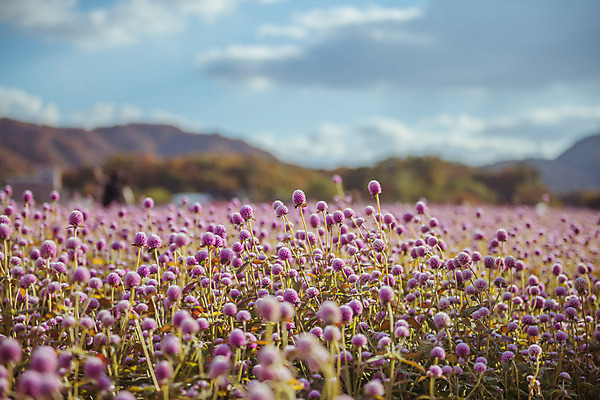 포토 JPG 주간 구름 공원 여행 꽃밭 하늘 한국 풍경 사람없음 야외 아웃포커스 관광지 가을풍경 맑음 가을 국내여행 천일홍 국내포토 양주시 자연요소 계절 공공시설 꽃 아시아 날씨 촬영기법 경기도 파일형식 가을_계절