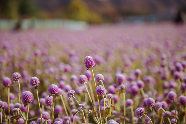 포토 JPG 주간 공원 여행 꽃밭 한국 풍경 사람없음 야외 아웃포커스 관광지 가을풍경 맑음 가을 국내여행 천일홍 국내포토 양주시 자연요소 계절 공공시설 꽃 아시아 날씨 촬영기법 경기도 파일형식 가을_계절