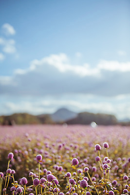 포토 JPG 주간 구름 공원 여행 꽃밭 하늘 한국 풍경 사람없음 야외 아웃포커스 관광지 가을풍경 맑음 가을 국내여행 천일홍 국내포토 양주시 자연요소 계절 공공시설 꽃 아시아 날씨 촬영기법 경기도 파일형식 가을_계절