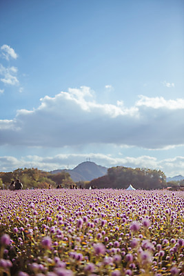 포토 JPG 주간 구름 공원 여행 꽃밭 하늘 한국 풍경 사람없음 야외 관광지 가을풍경 맑음 가을 국내여행 천일홍 국내포토 양주시 자연요소 계절 공공시설 꽃 아시아 날씨 경기도 파일형식 가을_계절