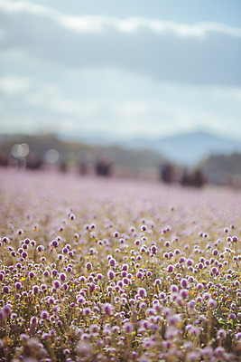 포토 JPG 주간 구름 공원 여행 꽃밭 하늘 한국 풍경 사람없음 야외 아웃포커스 관광지 가을풍경 맑음 가을 국내여행 천일홍 국내포토 양주시 자연요소 계절 공공시설 꽃 아시아 날씨 촬영기법 경기도 파일형식 가을_계절