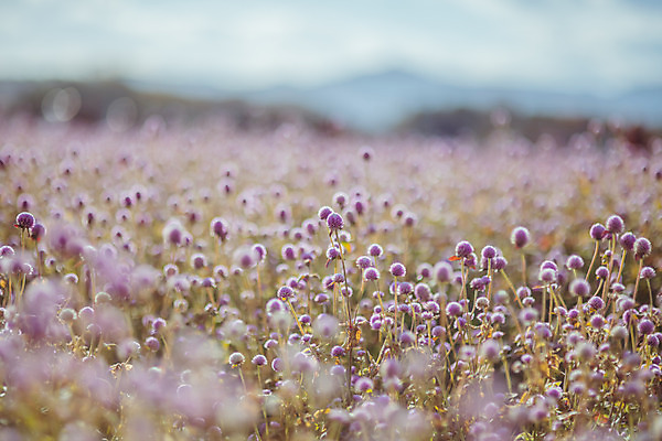 포토 JPG 주간 구름 공원 여행 꽃밭 하늘 한국 풍경 사람없음 야외 아웃포커스 관광지 가을풍경 맑음 가을 국내여행 천일홍 국내포토 양주시 자연요소 계절 공공시설 꽃 아시아 날씨 촬영기법 경기도 파일형식 가을_계절