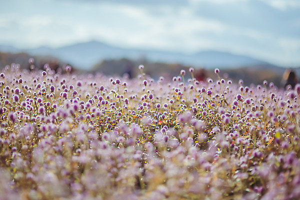 포토 JPG 주간 구름 공원 여행 꽃밭 하늘 한국 풍경 사람없음 야외 아웃포커스 관광지 가을풍경 맑음 가을 국내여행 천일홍 국내포토 양주시 자연요소 계절 공공시설 꽃 아시아 날씨 촬영기법 경기도 파일형식 가을_계절