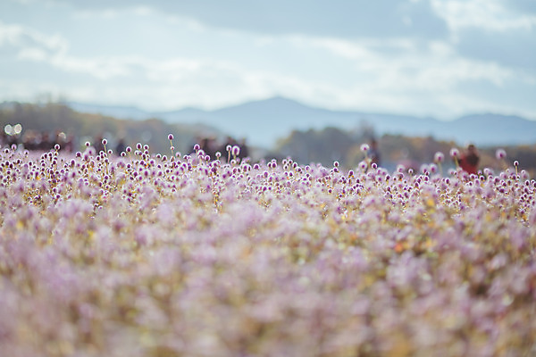 포토 JPG 주간 구름 공원 여행 꽃밭 하늘 한국 풍경 사람없음 야외 아웃포커스 관광지 가을풍경 맑음 가을 국내여행 천일홍 국내포토 양주시 자연요소 계절 공공시설 꽃 아시아 날씨 촬영기법 경기도 파일형식 가을_계절