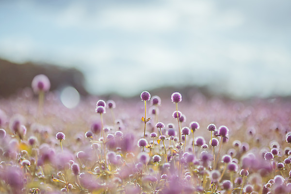 포토 JPG 주간 구름 공원 여행 꽃밭 하늘 한국 풍경 사람없음 야외 아웃포커스 관광지 가을풍경 맑음 가을 국내여행 천일홍 국내포토 양주시 자연요소 계절 공공시설 꽃 아시아 날씨 촬영기법 경기도 파일형식 가을_계절