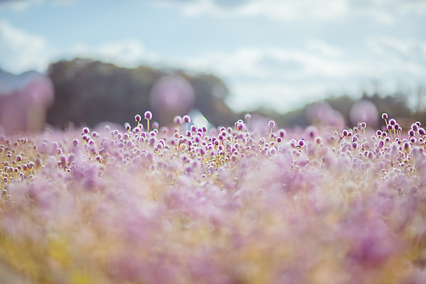 포토 JPG 주간 구름 공원 여행 꽃밭 하늘 한국 풍경 사람없음 야외 아웃포커스 관광지 가을풍경 맑음 가을 국내여행 천일홍 국내포토 양주시 자연요소 계절 공공시설 꽃 아시아 날씨 촬영기법 경기도 파일형식 가을_계절