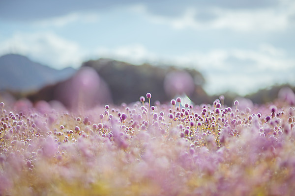 포토 JPG 주간 구름 공원 여행 꽃밭 하늘 한국 풍경 사람없음 야외 아웃포커스 관광지 가을풍경 맑음 가을 국내여행 천일홍 국내포토 양주시 자연요소 계절 공공시설 꽃 아시아 날씨 촬영기법 경기도 파일형식 가을_계절