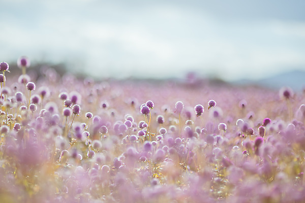 포토 JPG 주간 구름 공원 여행 꽃밭 하늘 한국 풍경 사람없음 야외 아웃포커스 관광지 가을풍경 맑음 가을 국내여행 천일홍 국내포토 양주시 자연요소 계절 공공시설 꽃 아시아 날씨 촬영기법 경기도 파일형식 가을_계절