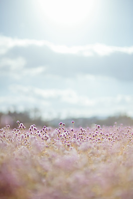 포토 JPG 주간 구름 공원 여행 꽃밭 하늘 한국 풍경 사람없음 야외 아웃포커스 관광지 햇빛 가을풍경 맑음 가을 국내여행 천일홍 국내포토 양주시 자연요소 계절 공공시설 꽃 아시아 날씨 촬영기법 태양 경기도 파일형식 가을_계절