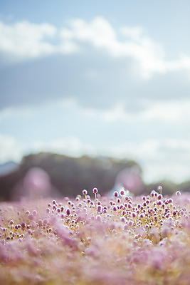 포토 JPG 주간 구름 공원 여행 꽃밭 하늘 한국 풍경 사람없음 야외 아웃포커스 관광지 가을풍경 맑음 가을 국내여행 천일홍 국내포토 양주시 자연요소 계절 공공시설 꽃 아시아 날씨 촬영기법 경기도 파일형식 가을_계절