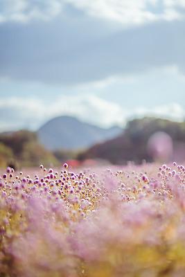 포토 JPG 주간 구름 공원 여행 꽃밭 하늘 한국 풍경 사람없음 야외 아웃포커스 관광지 가을풍경 맑음 가을 국내여행 천일홍 국내포토 양주시 자연요소 계절 공공시설 꽃 아시아 날씨 촬영기법 경기도 파일형식 가을_계절