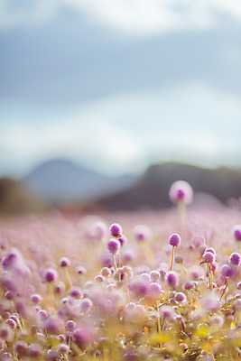 포토 JPG 주간 구름 공원 여행 꽃밭 하늘 한국 풍경 사람없음 야외 아웃포커스 관광지 가을풍경 맑음 가을 국내여행 천일홍 국내포토 양주시 자연요소 계절 공공시설 꽃 아시아 날씨 촬영기법 경기도 파일형식 가을_계절