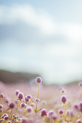 포토 JPG 주간 구름 공원 여행 꽃밭 하늘 한국 풍경 사람없음 야외 아웃포커스 관광지 가을풍경 맑음 가을 국내여행 천일홍 국내포토 양주시 자연요소 계절 공공시설 꽃 아시아 날씨 촬영기법 경기도 파일형식 가을_계절