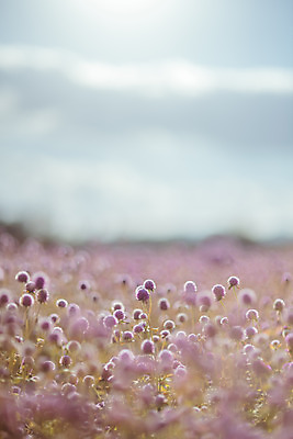 포토 JPG 주간 구름 공원 여행 꽃밭 하늘 한국 풍경 사람없음 야외 아웃포커스 관광지 가을풍경 맑음 가을 국내여행 천일홍 국내포토 양주시 자연요소 계절 공공시설 꽃 아시아 날씨 촬영기법 경기도 파일형식 가을_계절
