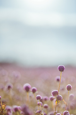 포토 JPG 주간 구름 공원 여행 꽃밭 하늘 한국 풍경 사람없음 야외 아웃포커스 관광지 가을풍경 맑음 가을 국내여행 천일홍 국내포토 양주시 자연요소 계절 공공시설 꽃 아시아 날씨 촬영기법 경기도 파일형식 가을_계절