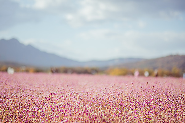 포토 JPG 주간 구름 공원 여행 꽃밭 하늘 한국 풍경 사람없음 야외 아웃포커스 관광지 가을풍경 맑음 가을 국내여행 천일홍 국내포토 양주시 자연요소 계절 공공시설 꽃 아시아 날씨 촬영기법 경기도 파일형식 가을_계절