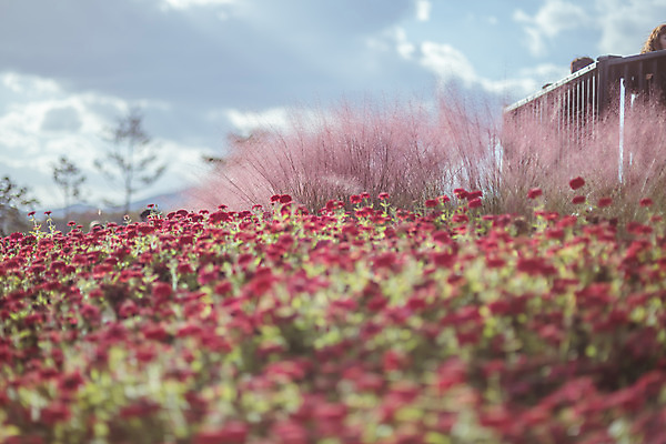 포토 JPG 주간 구름 공원 여행 꽃밭 하늘 한국 풍경 사람없음 야외 아웃포커스 관광지 가을풍경 맑음 가을 국내여행 핑크뮬리 천일홍 국내포토 양주시 자연요소 식물 계절 공공시설 꽃 아시아 날씨 촬영기법 경기도 파일형식 가을_계절