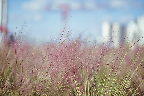 포토 JPG 주간 구름 공원 여행 꽃밭 하늘 한국 풍경 사람없음 야외 아웃포커스 관광지 가을풍경 맑음 가을 국내여행 핑크뮬리 국내포토 양주시 자연요소 식물 계절 공공시설 꽃 아시아 날씨 촬영기법 경기도 파일형식 가을_계절