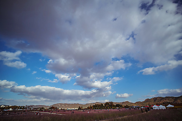 포토 JPG 주간 구름 공원 로우앵글 여행 꽃밭 하늘 한국 풍경 사람없음 야외 관광지 가을풍경 맑음 가을 국내여행 핑크뮬리 국내포토 양주시 자연요소 식물 계절 공공시설 꽃 아시아 뷰포인트 날씨 경기도 파일형식 가을_계절