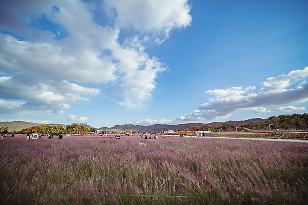 포토 JPG 주간 구름 공원 여행 꽃밭 하늘 한국 풍경 사람없음 야외 관광지 가을풍경 맑음 가을 국내여행 핑크뮬리 국내포토 양주시 자연요소 식물 계절 공공시설 꽃 아시아 날씨 경기도 파일형식 가을_계절
