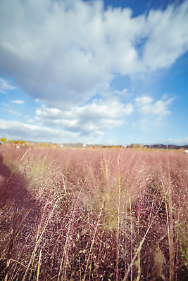 포토 JPG 주간 구름 공원 여행 꽃밭 하늘 한국 풍경 사람없음 야외 아웃포커스 관광지 가을풍경 맑음 가을 국내여행 핑크뮬리 국내포토 양주시 자연요소 식물 계절 공공시설 꽃 아시아 날씨 촬영기법 경기도 파일형식 가을_계절