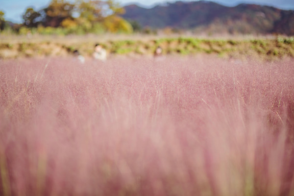 포토 JPG 주간 공원 여행 꽃밭 한국 풍경 사람없음 야외 아웃포커스 관광지 가을풍경 맑음 가을 국내여행 핑크뮬리 국내포토 양주시 자연요소 식물 계절 공공시설 꽃 아시아 날씨 촬영기법 경기도 파일형식 가을_계절