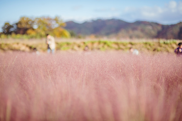포토 JPG 주간 구름 공원 여행 꽃밭 하늘 한국 풍경 사람없음 야외 아웃포커스 관광지 가을풍경 맑음 가을 국내여행 핑크뮬리 국내포토 양주시 자연요소 식물 계절 공공시설 꽃 아시아 날씨 촬영기법 경기도 파일형식 가을_계절