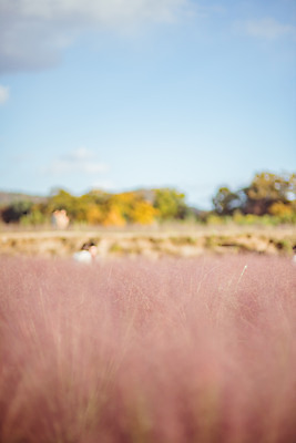 포토 JPG 주간 구름 공원 여행 꽃밭 하늘 한국 풍경 사람없음 야외 아웃포커스 관광지 가을풍경 맑음 가을 국내여행 핑크뮬리 국내포토 양주시 자연요소 식물 계절 공공시설 꽃 아시아 날씨 촬영기법 경기도 파일형식 가을_계절