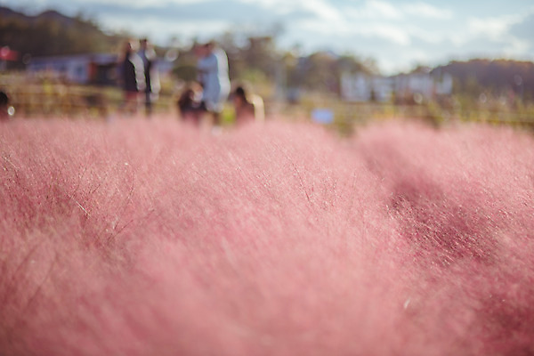 포토 JPG 주간 공원 여행 꽃밭 한국 풍경 사람없음 야외 아웃포커스 관광지 가을풍경 맑음 가을 국내여행 핑크뮬리 국내포토 양주시 자연요소 식물 계절 공공시설 꽃 아시아 날씨 촬영기법 경기도 파일형식 가을_계절
