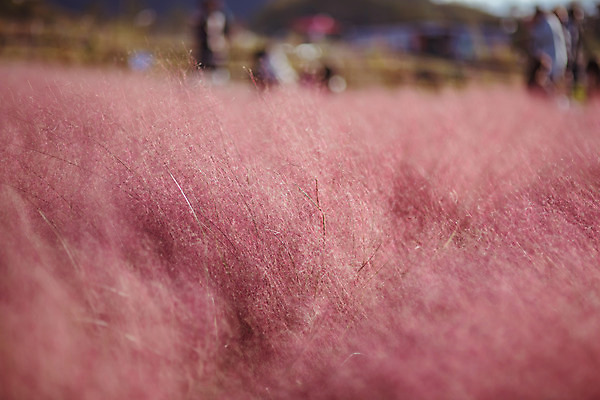 포토 JPG 주간 공원 여행 꽃밭 한국 풍경 사람없음 야외 아웃포커스 관광지 가을풍경 맑음 가을 국내여행 핑크뮬리 국내포토 양주시 자연요소 식물 계절 공공시설 꽃 아시아 날씨 촬영기법 경기도 파일형식 가을_계절
