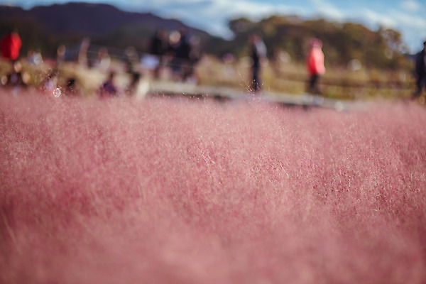 포토 JPG 주간 공원 실루엣 여행 꽃밭 한국 풍경 사람없음 야외 아웃포커스 관광지 가을풍경 맑음 가을 국내여행 핑크뮬리 국내포토 양주시 자연요소 식물 계절 공공시설 꽃 아시아 날씨 촬영기법 경기도 파일형식 가을_계절