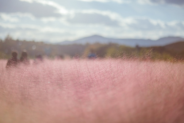 포토 JPG 주간 구름 공원 여행 꽃밭 하늘 한국 풍경 사람없음 야외 관광지 가을풍경 맑음 가을 국내여행 핑크뮬리 국내포토 양주시 자연요소 식물 계절 공공시설 꽃 아시아 날씨 경기도 파일형식 가을_계절
