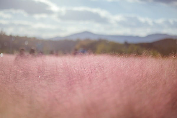 포토 JPG 주간 구름 공원 여행 꽃밭 하늘 한국 풍경 사람없음 야외 관광지 가을풍경 맑음 가을 국내여행 핑크뮬리 국내포토 양주시 자연요소 식물 계절 공공시설 꽃 아시아 날씨 경기도 파일형식 가을_계절