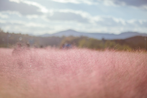 포토 JPG 주간 구름 공원 여행 꽃밭 하늘 한국 풍경 사람없음 야외 관광지 가을풍경 맑음 가을 국내여행 핑크뮬리 국내포토 양주시 자연요소 식물 계절 공공시설 꽃 아시아 날씨 경기도 파일형식 가을_계절