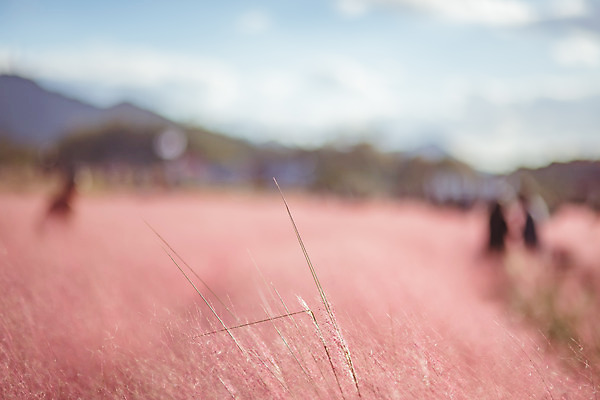 포토 JPG 주간 구름 공원 여행 꽃밭 하늘 한국 풍경 사람없음 야외 아웃포커스 관광지 가을풍경 맑음 가을 국내여행 핑크뮬리 국내포토 양주시 자연요소 식물 계절 공공시설 꽃 아시아 날씨 촬영기법 경기도 파일형식 가을_계절