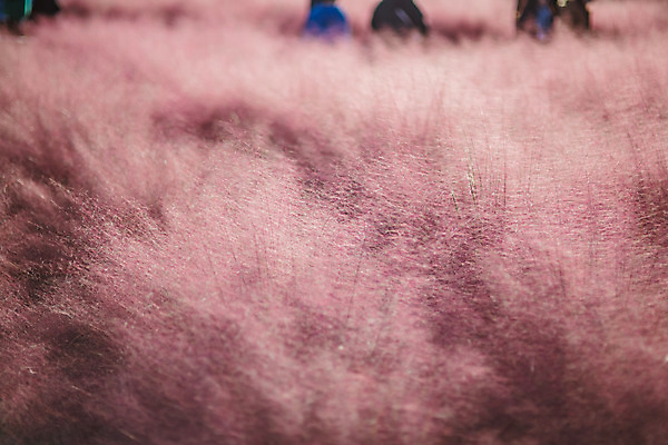 포토 JPG 주간 공원 여행 꽃밭 한국 풍경 사람없음 야외 관광지 가을풍경 맑음 가을 국내여행 핑크뮬리 국내포토 양주시 자연요소 식물 계절 공공시설 꽃 아시아 날씨 경기도 파일형식 가을_계절