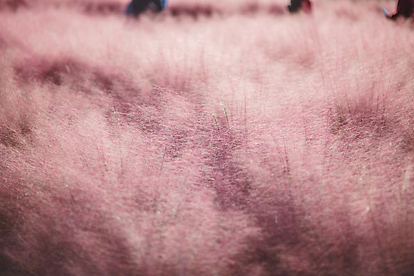 포토 JPG 주간 공원 여행 꽃밭 한국 풍경 사람없음 야외 관광지 가을풍경 맑음 가을 국내여행 핑크뮬리 국내포토 양주시 자연요소 식물 계절 공공시설 꽃 아시아 날씨 경기도 파일형식 가을_계절